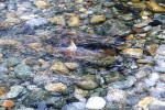 23 british columbia fraser river 23 british columbia fraser river