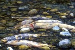 25 british columbia fraser river 25 british columbia fraser river