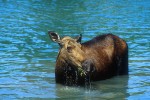 30 british columbia jasper 30 british columbia jasper