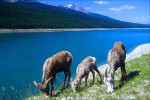 31 british columbia jasper 31 british columbia jasper