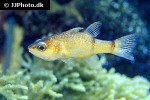 apogon binotatus apogon binotatus