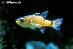 apogon binotatus apogon binotatus