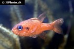 apogon pseudomaculatus apogon pseudomaculatus