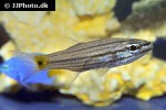 cheilodipterus persicus cheilodipterus persicus