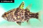 glossamia aprion glossamia aprion