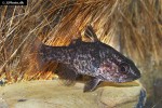glossamia aprion glossamia aprion