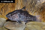 glossamia aprion glossamia aprion