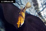 glossamia aprion glossamia aprion