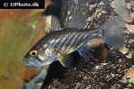 glossamia wichmanni glossamia wichmanni
