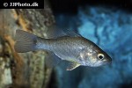 glossamia wichmanni glossamia wichmanni
