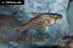glossamia wichmanni glossamia wichmanni
