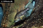 glossamia wichmanni glossamia wichmanni