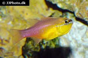 Cardinalfish