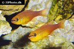 ostorhinchus apogonoides ostorhinchus apogonoides