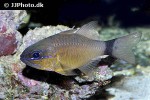 ostorhinchus aureus ostorhinchus aureus