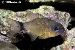 ostorhinchus aureus ostorhinchus aureus