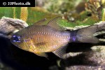 ostorhinchus aureus ostorhinchus aureus