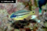 ostorhinchus chrysopomus ostorhinchus chrysopomus