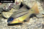 ostorhinchus chrysopomus ostorhinchus chrysopomus