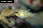 ostorhinchus cyanosoma ostorhinchus cyanosoma