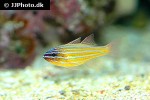 ostorhinchus cyanosoma ostorhinchus cyanosoma