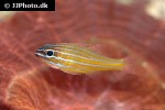 ostorhinchus cyanosoma ostorhinchus cyanosoma