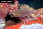 ostorhinchus moluccensis ostorhinchus moluccensis
