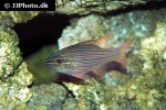 ostorhinchus multilineatus ostorhinchus multilineatus