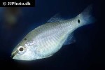 ostorhinchus notatus ostorhinchus notatus