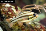 ostorhinchus novemfasciatus ostorhinchus novemfasciatus