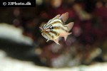 ostorhinchus novemfasciatus ostorhinchus novemfasciatus