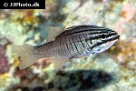 ostorhinchus oxina ostorhinchus oxina
