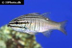 ostorhinchus oxina ostorhinchus oxina
