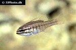 ostorhinchus oxina ostorhinchus oxina