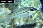 ostorhinchus sealei ostorhinchus sealei