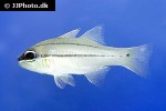 ostorhinchus sealei ostorhinchus sealei
