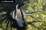 pterapogon kauderni pterapogon kauderni