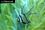 pterapogon kauderni pterapogon kauderni