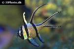 pterapogon kauderni pterapogon kauderni
