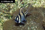 pterapogon kauderni pterapogon kauderni