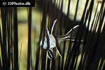 pterapogon kauderni pterapogon kauderni