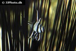 pterapogon kauderni pterapogon kauderni