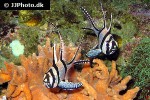 pterapogon kauderni pterapogon kauderni