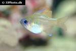 zoramia leptacantha zoramia leptacantha