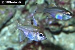 zoramia leptacanthus zoramia leptacanthus
