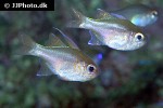 zoramia leptacanthus zoramia leptacanthus