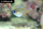 zoramia leptacanthus zoramia leptacanthus