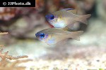 zoramia leptacanthus zoramia leptacanthus
