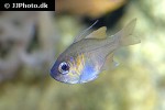 zoramia leptacanthus zoramia leptacanthus