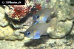 zoramia leptacanthus zoramia leptacanthus